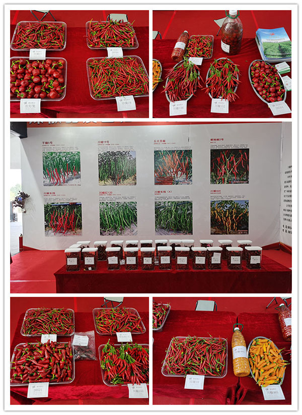 川椒种业-第六届贵州.遵义国际辣椒博览会会场产品图