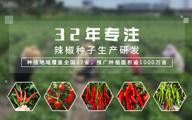 32年专注辣椒种子生产研发，种植地域覆盖全国27省，推广种植面积逾1000万亩