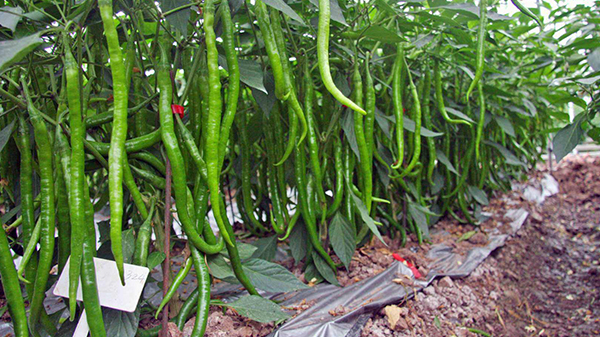 川椒种业：辣椒种植覆盖地膜的重要性