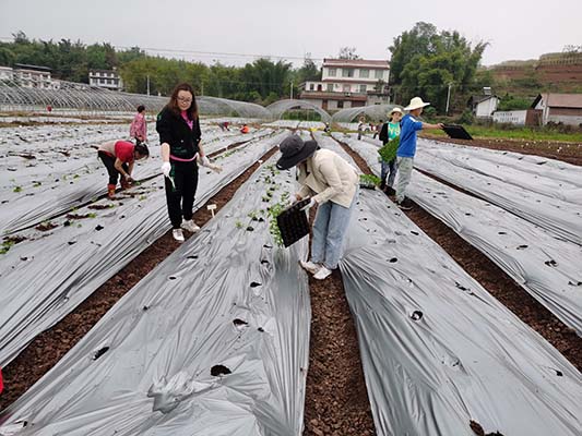 川椒种业-2021年川椒富顺基地科研品种定植汇报