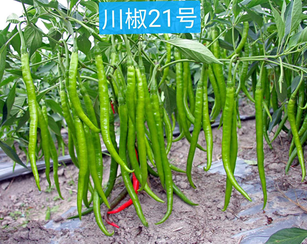 川椒21号-川椒种业