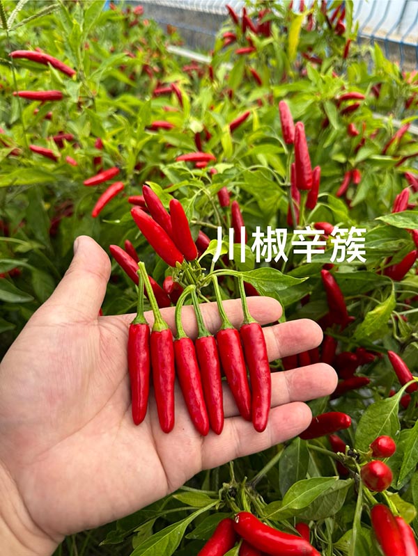 川椒辛簇-川椒种业