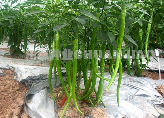 川椒种业:辣椒种子播种指南的专业建议与决策指南