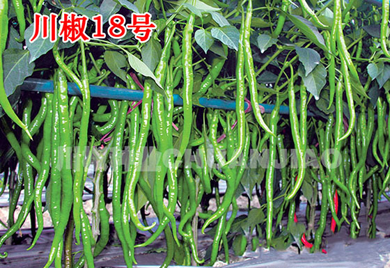 川椒种业:催芽播种如何提高辣椒种子的抗性?