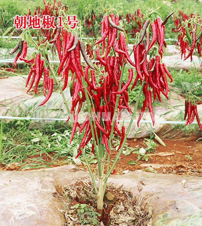 朝地椒1号-川椒种业