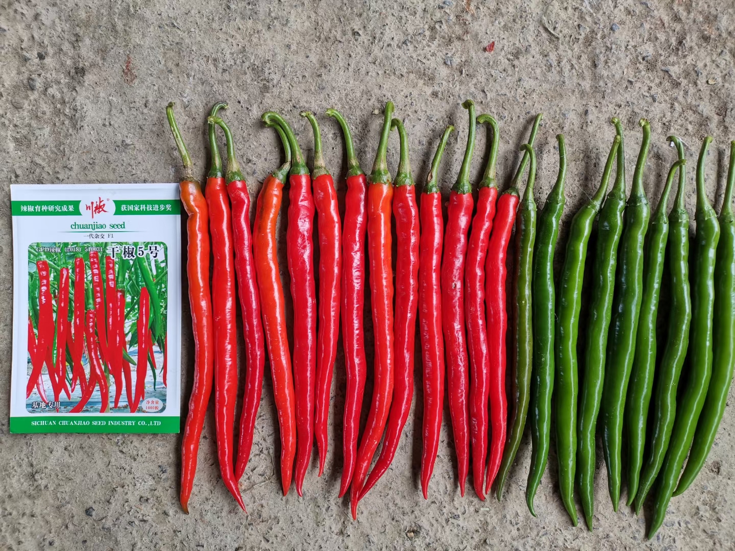 干椒5号-川椒种业