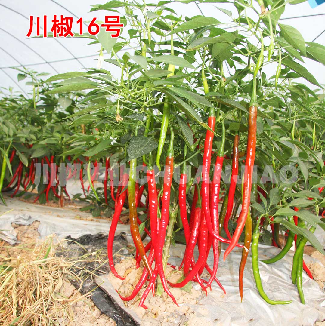 川椒16号-川椒种业 川椒16号-川椒种业