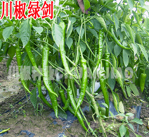 川椒绿剑-川椒种业