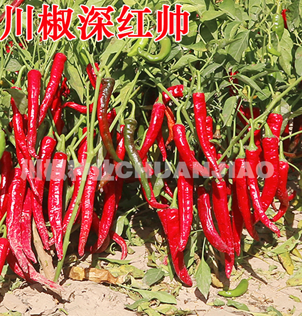 川椒深红帅-川椒种业