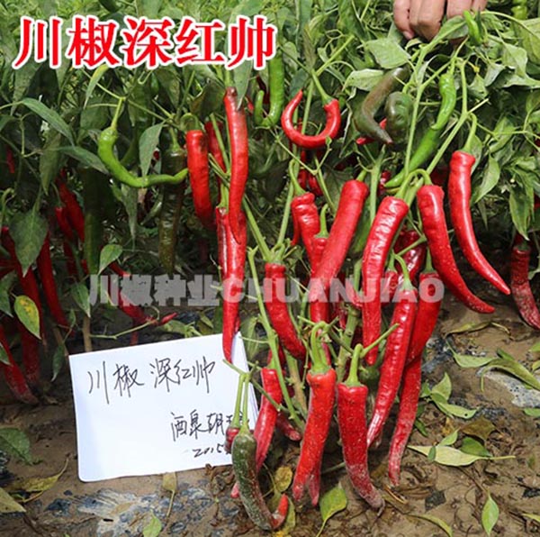 川椒深红帅-川椒种业