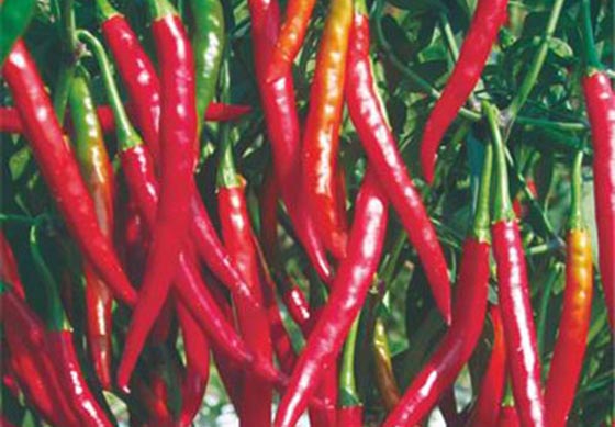 川椒种业:辣椒苗期的需水特点