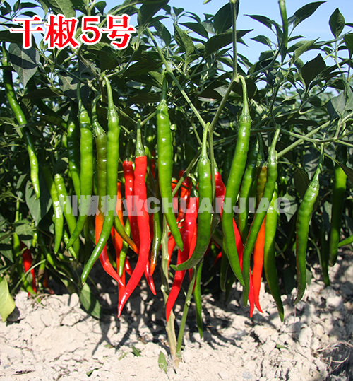 干椒5号-川椒种业 干椒5号-川椒种业